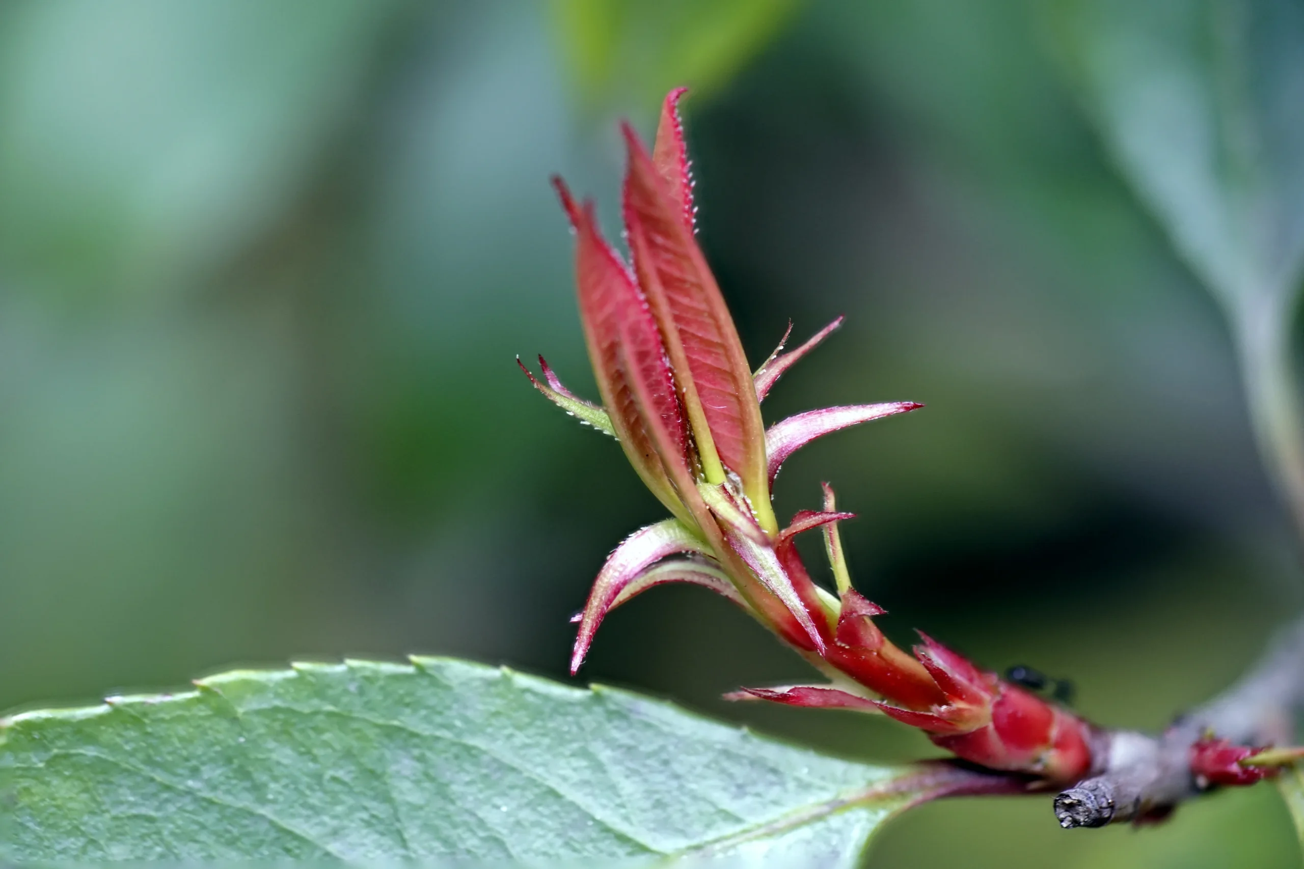 harpagophytum sau gheara diavolului