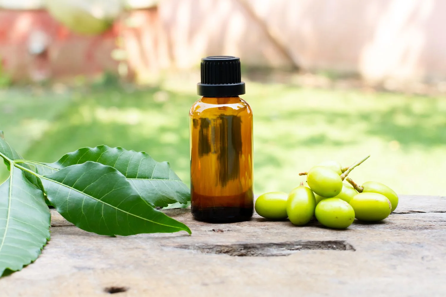 neem sau planta ayurvedica vesnic verde